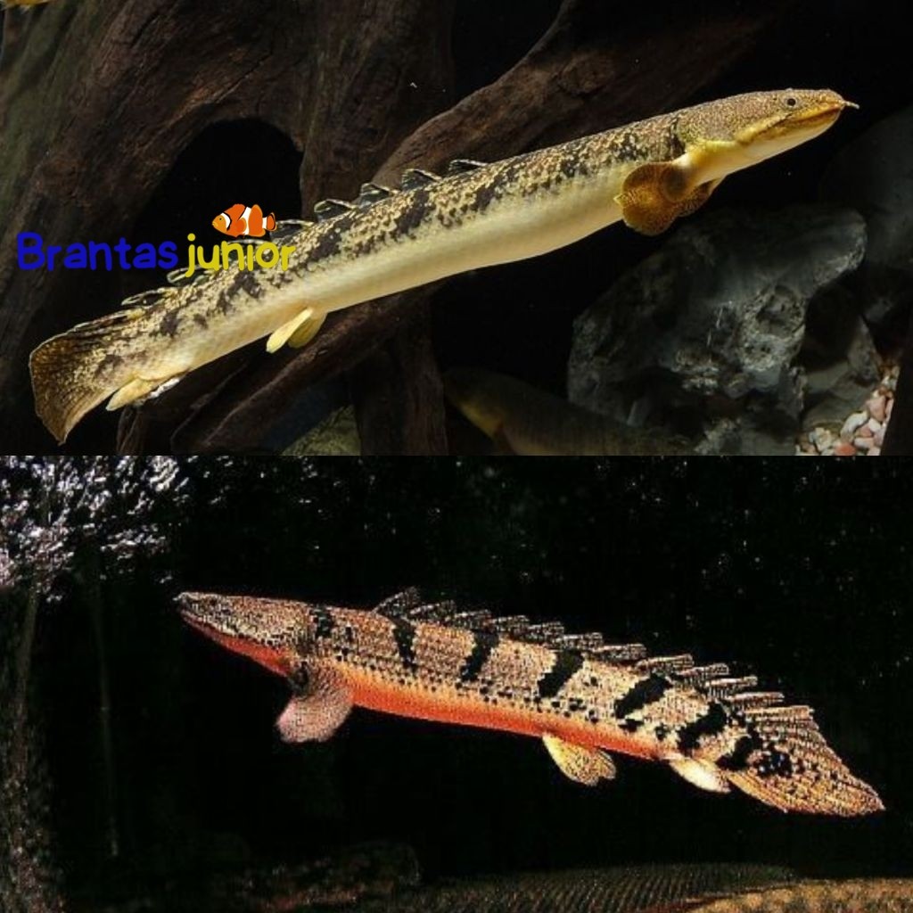 [brantas junior] Ikan Hias Palmas Endlicheri Palmas 8-12 cm Senegalus Palmas Albino Hiasan Aquarium