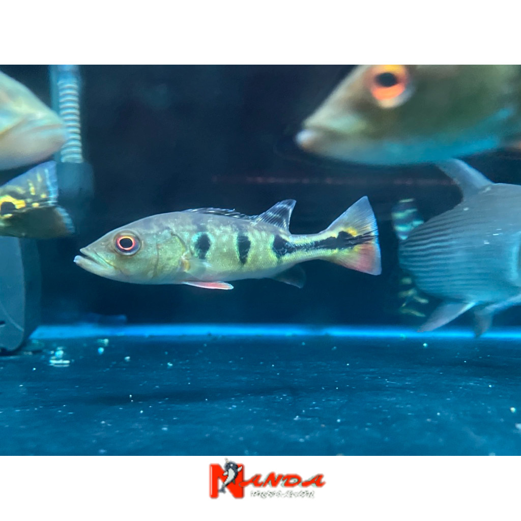 Pbass Broco brokopondo 7-8 cm