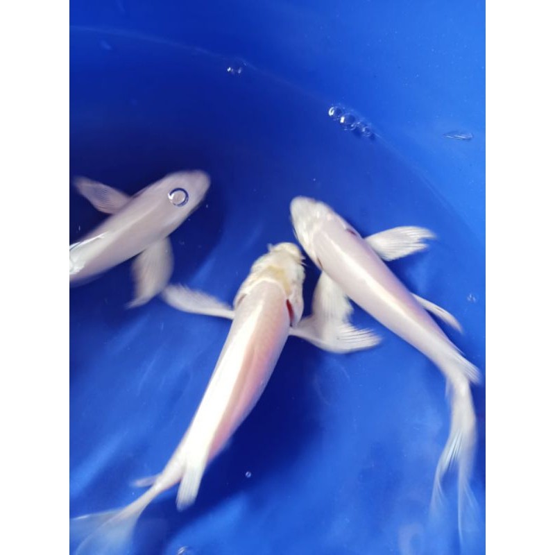 PAKET Isi 5 Ekor Koi Slayer Platinum Putih Size 8 Cm