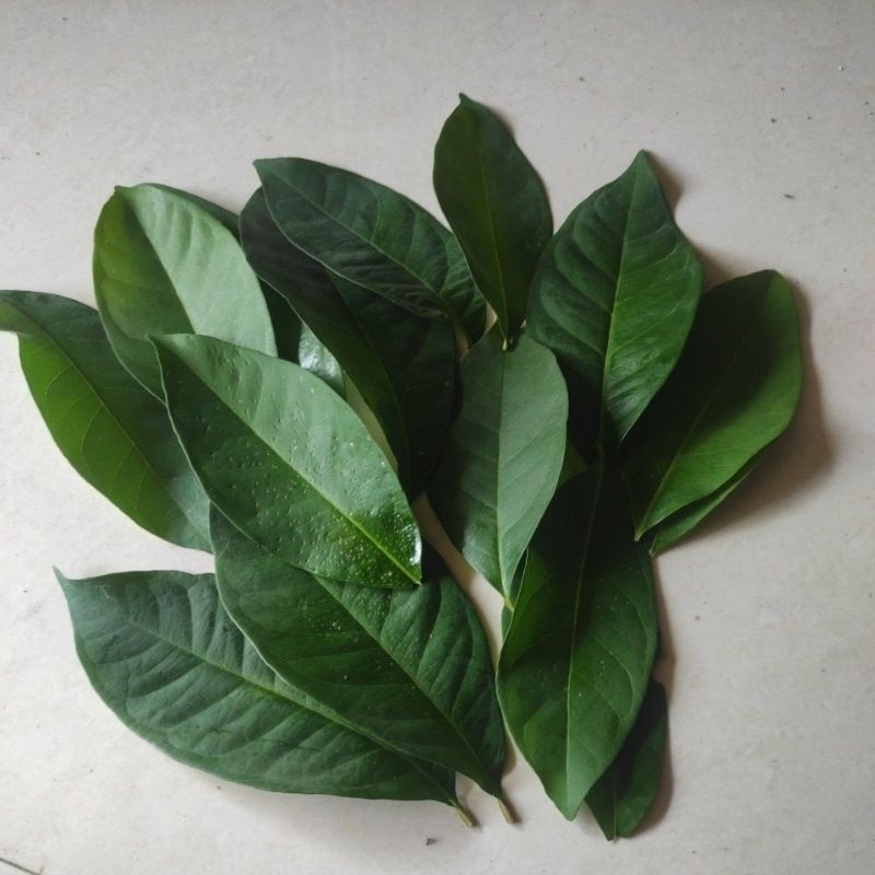 

[TERBARU] DAUN SALAM Segar Isi 15 Lembar