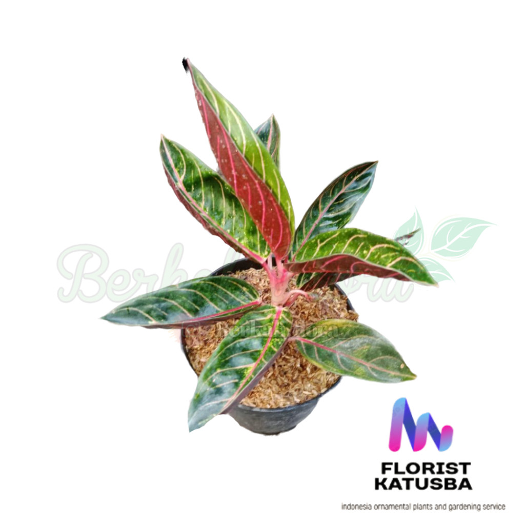 Promo ( BISA COD ) tanaman Aglonema Red Sumatra Aglonema Pride of Sumatra