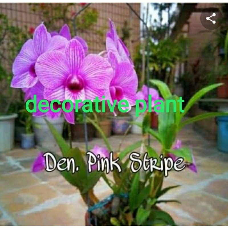 anggrek dendrobium mini spike