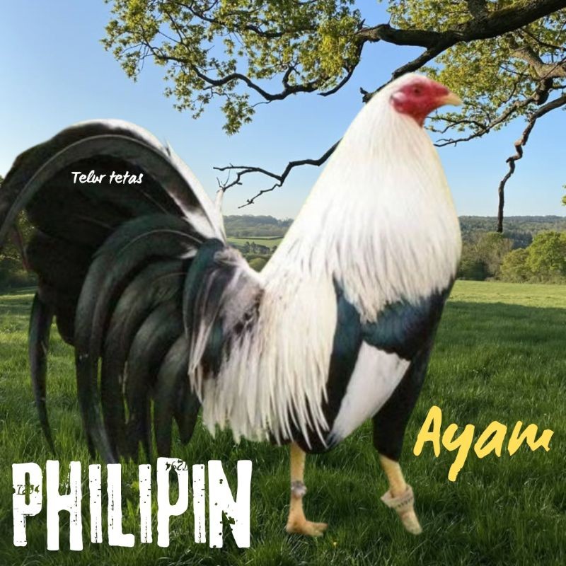 

telur ayam philipin asli petarung bisa untuk di tetaskan