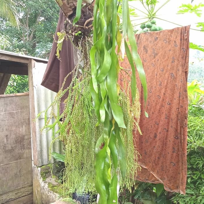 promo tanaman hias gantung kumpai dasi ready