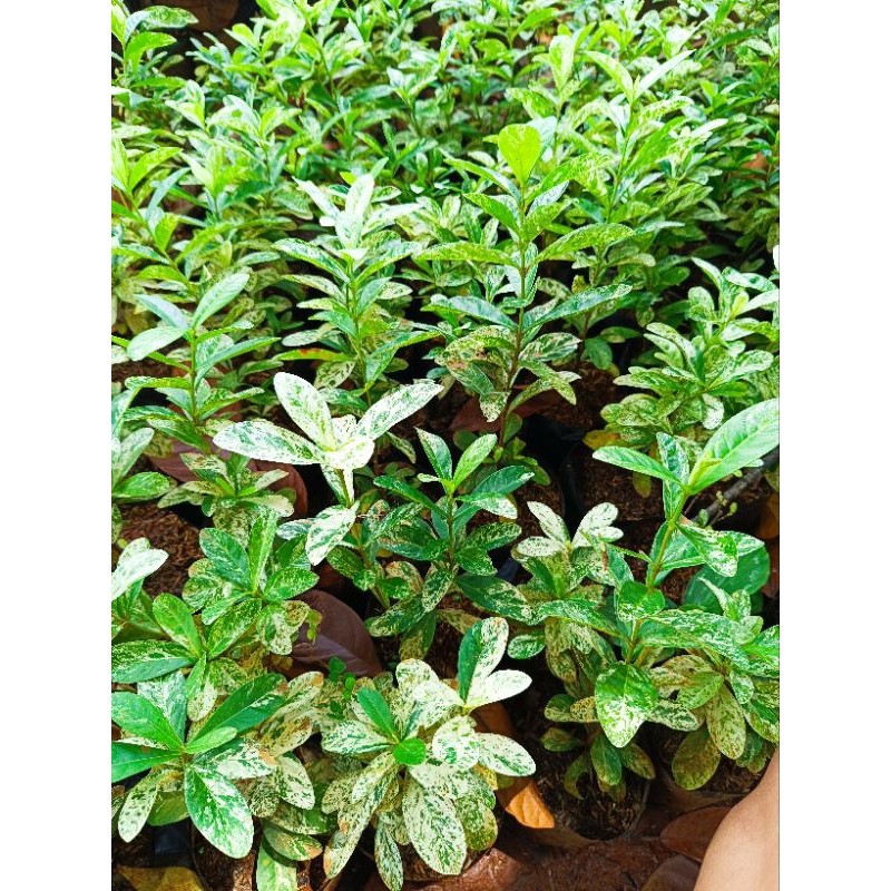 Tanaman Hias Asoka Variegata