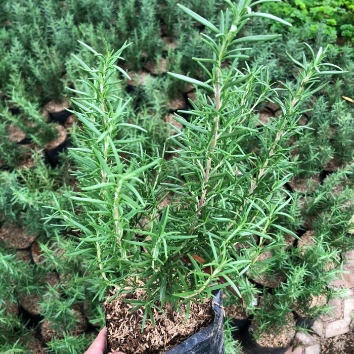 tanaman rosemary besar rimbun