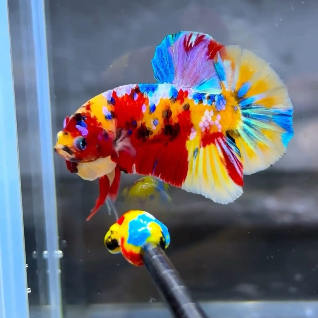 

stiker anomali Bisa COD 10 Ekor Bahan Cupang Yellow Base