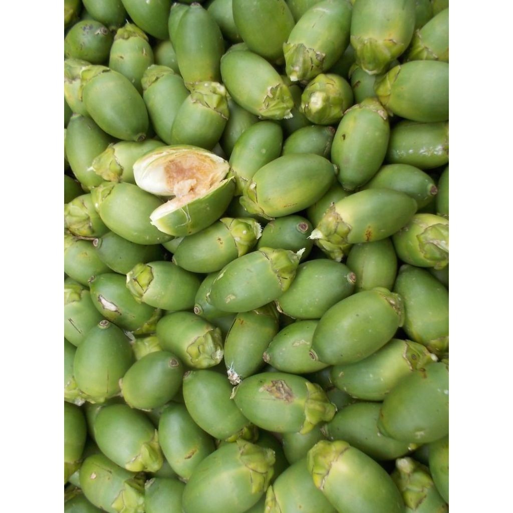 

Buah pinang muda/Pinang tua/Pinangkering/500grm ak