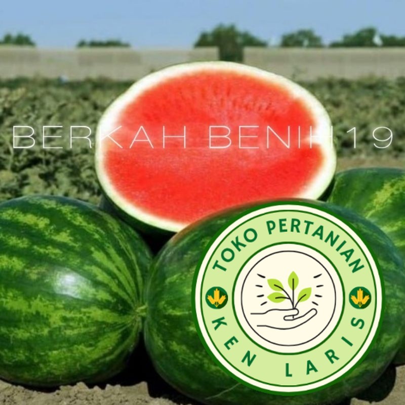 SUPERAN 20 BENIH SEMANGKA MERAH NON BIJI JUMBO F1 PREMIUM BIBIT UNGGULAN