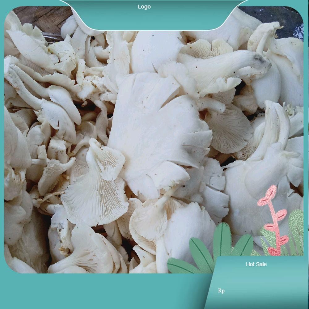 

Jamur Tiram Putih Segar untuk Masakan Anda - Mushroom Food