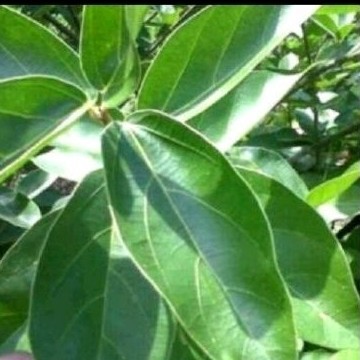 

Redy Daun cingcau rambat sgar 400 gr