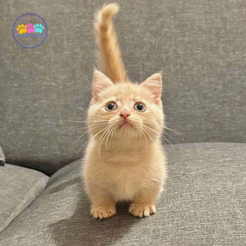 bsh munchkin jantan red kitten / super lucu