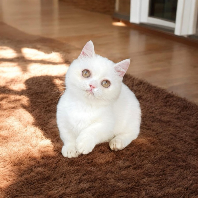 Open Adopt Kitten, Adopsi Kucing BSH Munchkin, Kitten White Solid, Kitten 3 Bulan