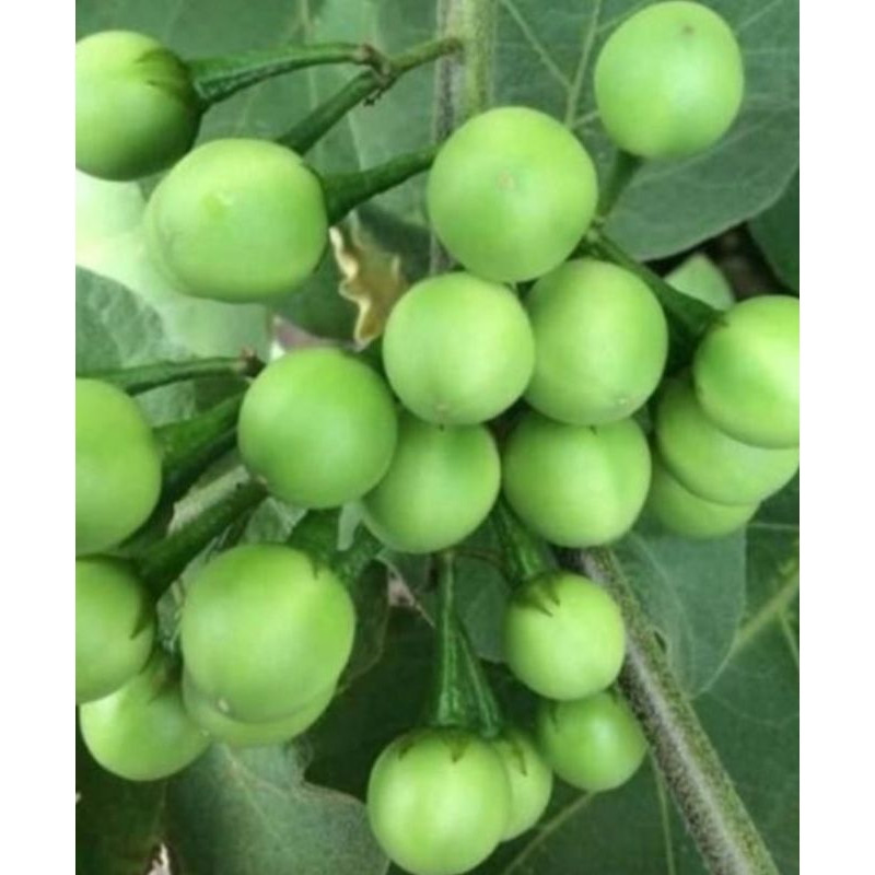 

1 KG PROMO Buah Tekokak Cepokak Takokak Petik Langsung