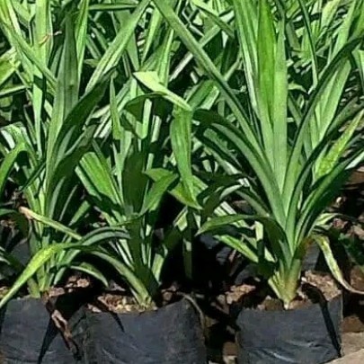 

Ready stok New Promo Bibit Pohon Suji Tanaman Suji Pohon Daun Suji Pandan Betawi