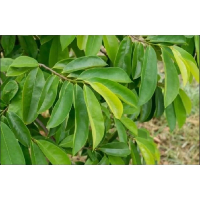 

SirsaDaunk sagar alami lsi 500 lembar