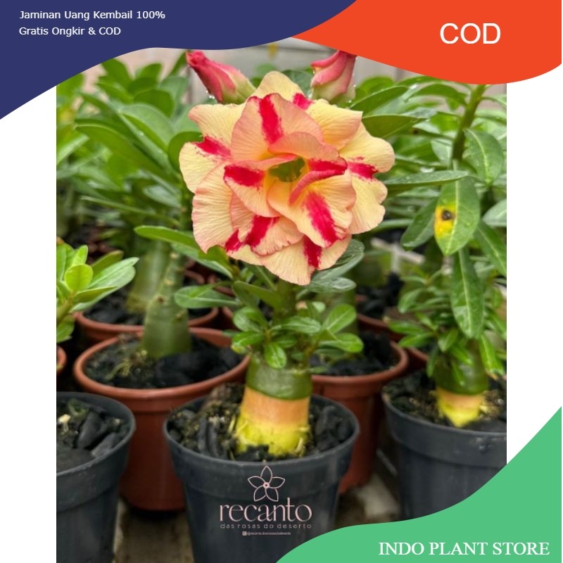 TERMURAH(BISA COD)TANAMAN HIAS ADENIUM BUNGA TUMPUK (BUNGA CRAME-MERAH) ID PREMIUM (COD)
