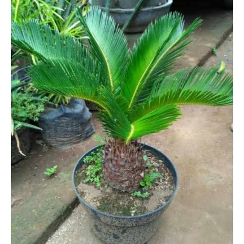 Liceriashop17 Tanaman Hias Indor Cycas - Tanaman Hias Palm Sikas Pohon Palem Sikas Dewasa