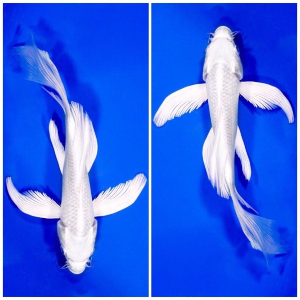 platinum kumpay sleyer koi ukur 17-20 cm  BERGARANGSI