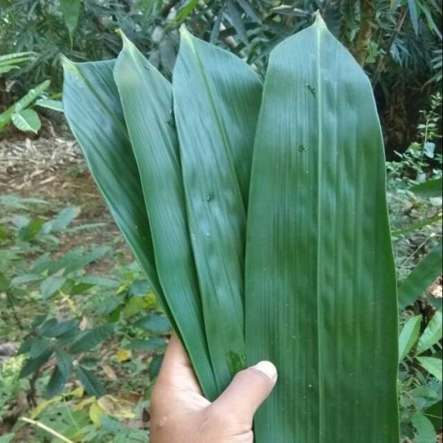 

HalimunHerbal Daun Bambu Segar Untuk Bungkus Kicang