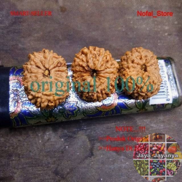 JENITRI BODONGAN MUKHI 13 GARIS 13 Jaya_Jayanya