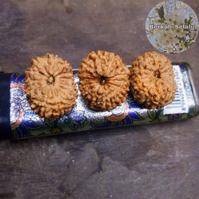 JENITRI BODONGAN GARIS 12 MUKHI 12 Berkah_Selalu