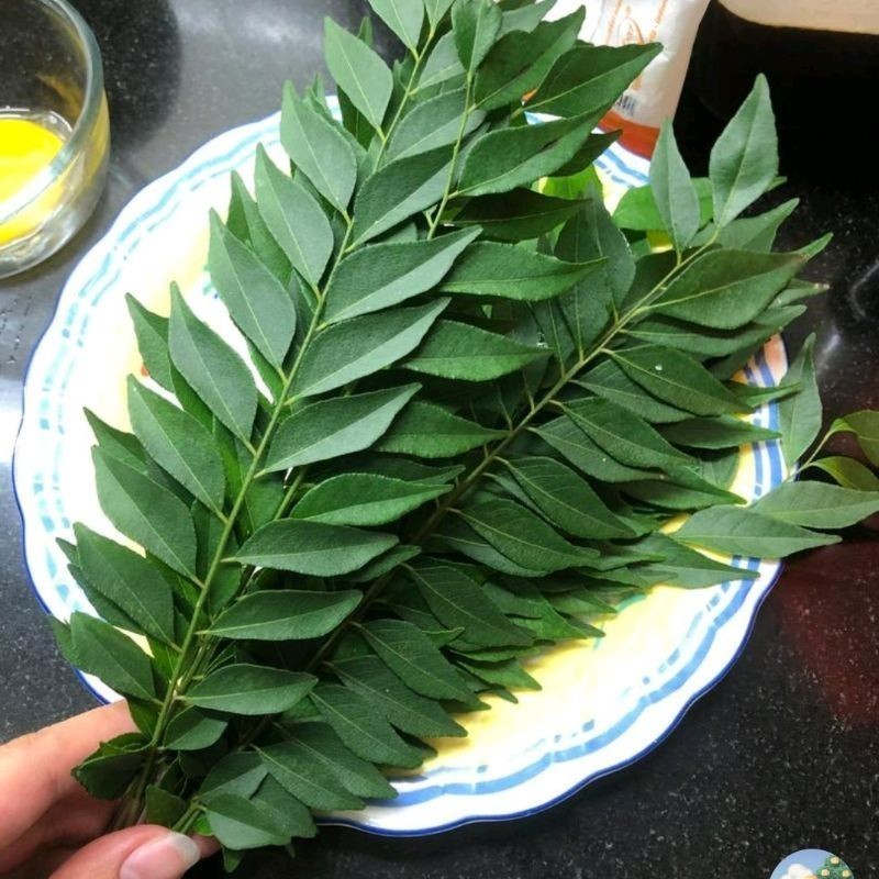 

HERBAL DAUN KARI SALAM KOJA SEGAR 15 TANGKAI