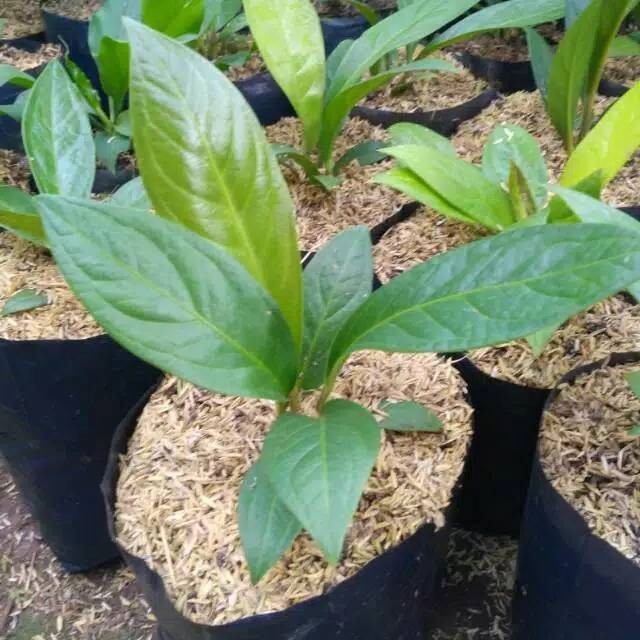 Tanaman hias antorium jermani