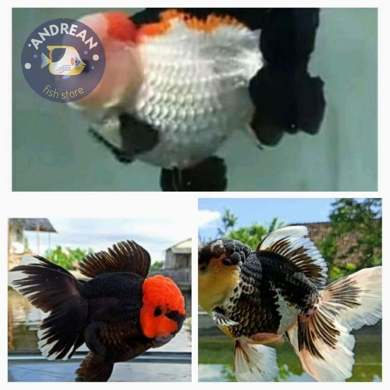 Big sale ikan maskoki oranda TANCO,PANDA,3COLOUR perlengkapan akuarium