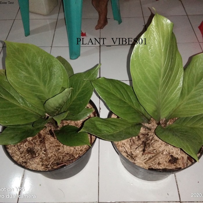 Tanaman hias anthurium jemani cobra dewasa