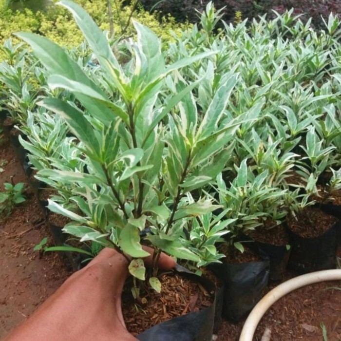 tanaman hias gandarusa - pohon gandarusa putih - hiasan taman