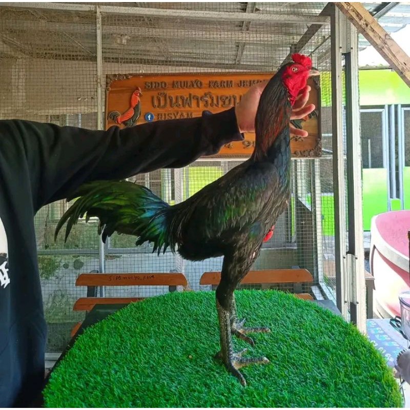 

3 BUTIR TELUR TETAS AYAM PAMA GEN TERBAIK,TERLARIS