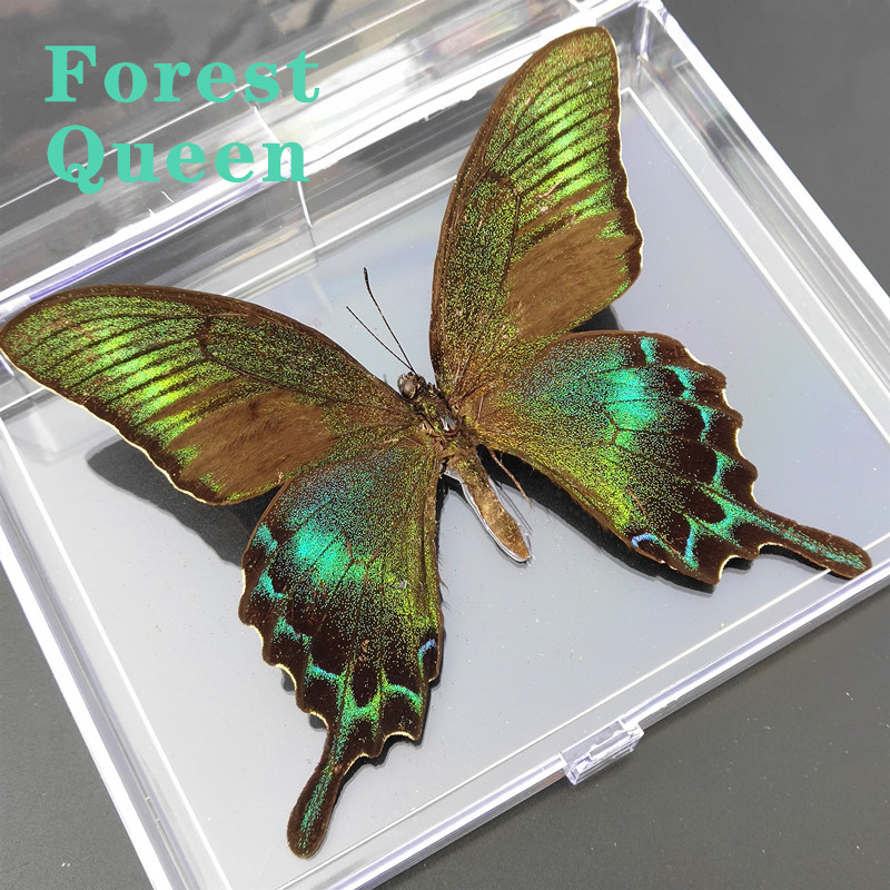 

Real butterfly specimen, acrylic transparent box, not suitable for fixation，Princeps maackii