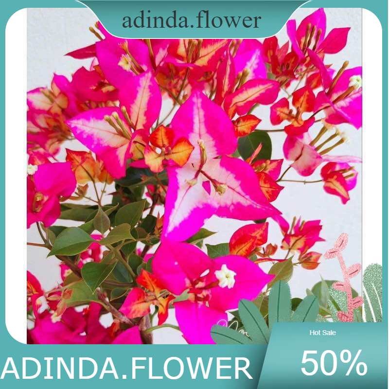 Tanaman Hias Bugenvil Sufia Indiana