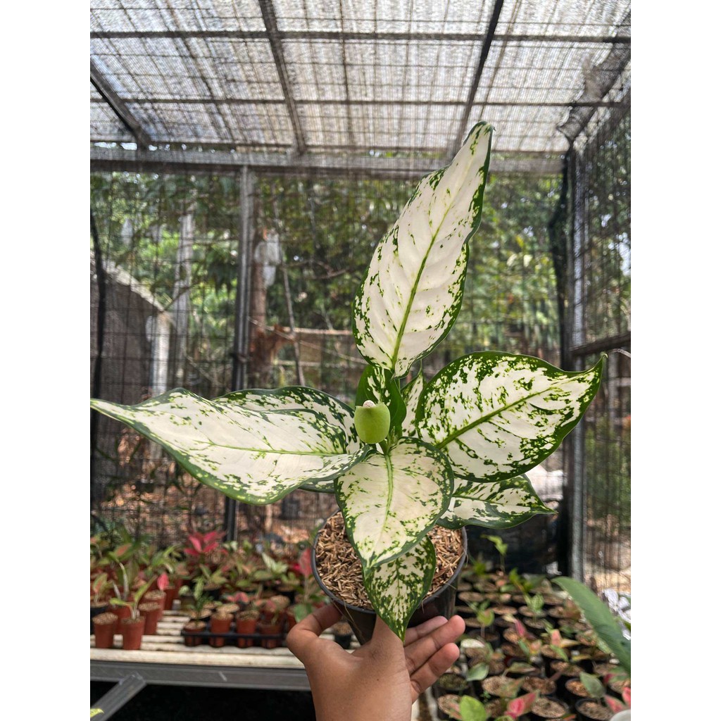 Aglonema White Katrina