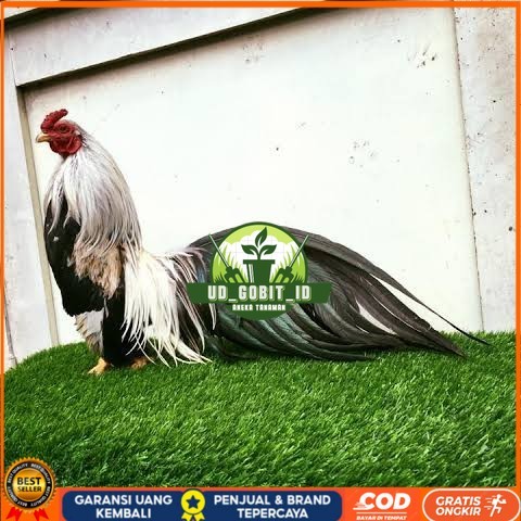 

Telur ayam hias ga tre than chau fertil siap ditetaskan Langsung UD_GOBIT_ID