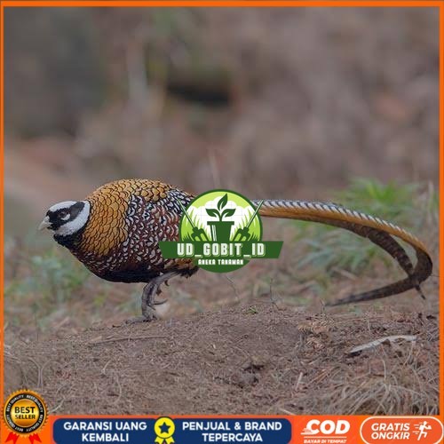 

Telur ayam hias ringneck reeves pheasant fertil asli UD_GOBIT_ID