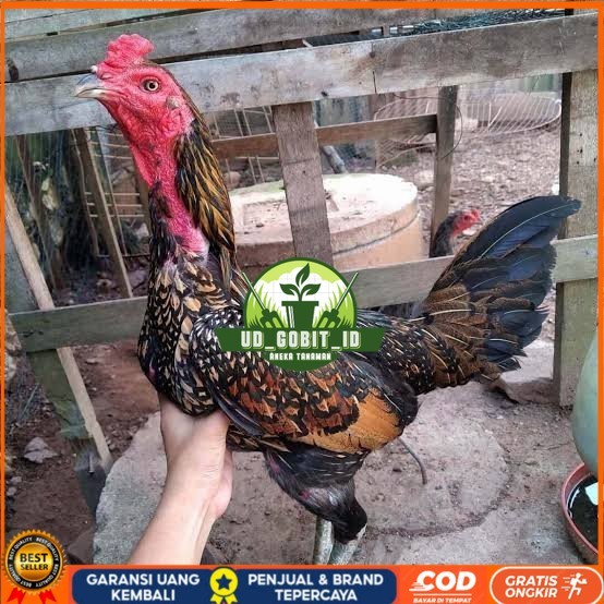 

Telur ayam bangkok bulbi petarung aduan fertil siap ditetaskan UD_GOBIT_ID