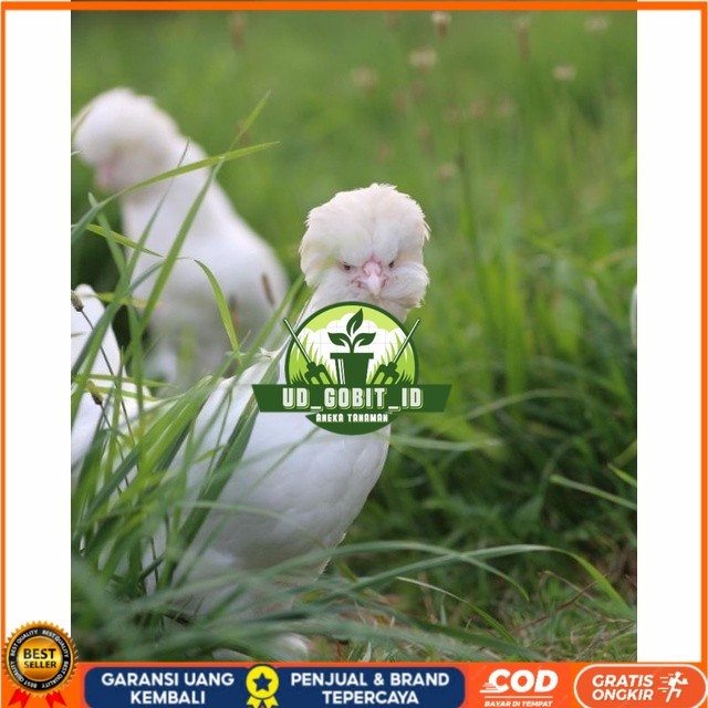 

Telur ayam hias sultan fertil bisa ditetaskan Langsung UD_GOBIT_ID