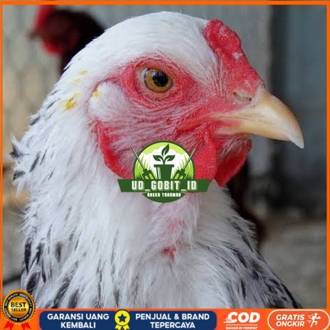 

Telur ayam arab / telur ayam hias / telur fertil siap tetas UD_GOBIT_ID