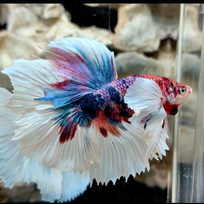 

stiker anomali Hm Cupang Dumbo ear Cupang multicolor