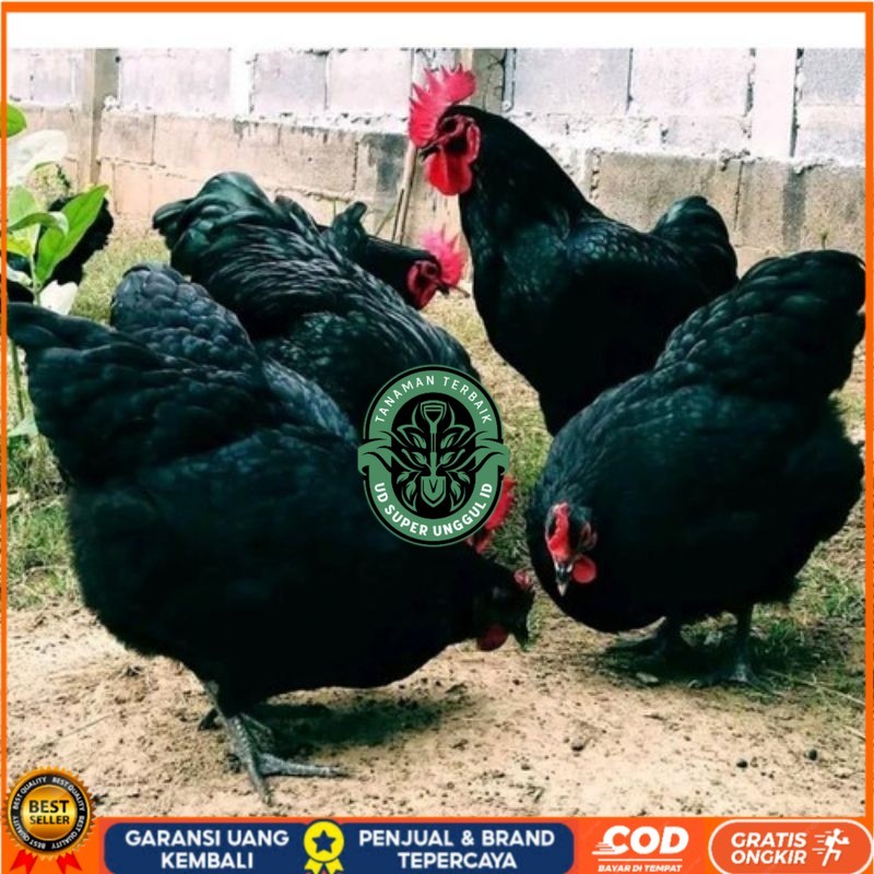 

TELUR AYAM HIAS PETELUR AUSTRALORP UNTUK DI TETASKAN UD_SUPER_UNGGUL_ID