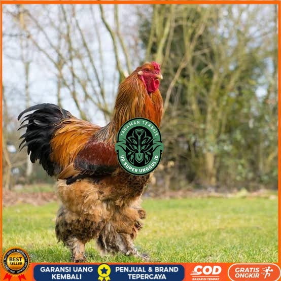 Telur ayam brahma jumbo / telur ayam hias / telur fertil siap tetas UD_SUPER_UNGGUL_ID