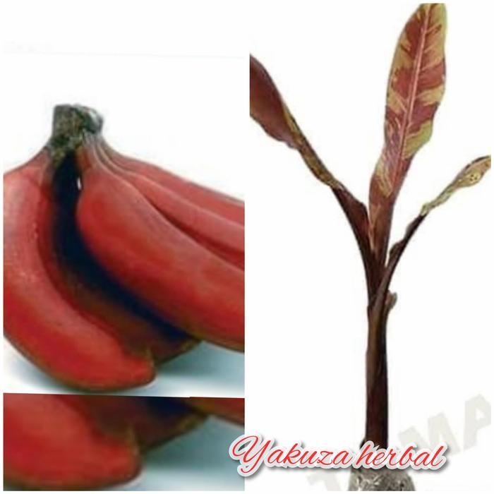 

Tanaman pisang merah/ pisang langka