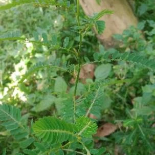 

Meniran 500 gram Rempah_herbalCo