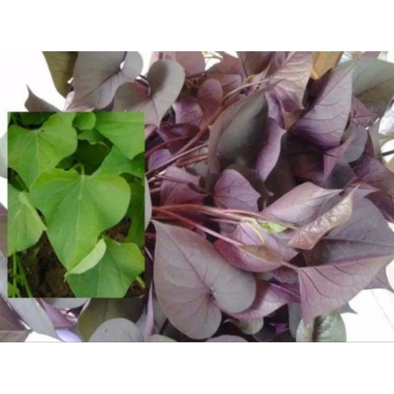 

Daun umbi jalar atou ubi unggu=100gram Rempah_herbalCo