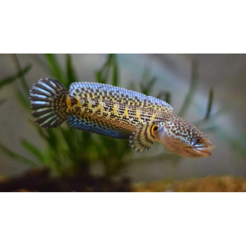 hobi Real Auranti 10-12cm Singel Tank Kualitas Grade A+++ Garansi 100%