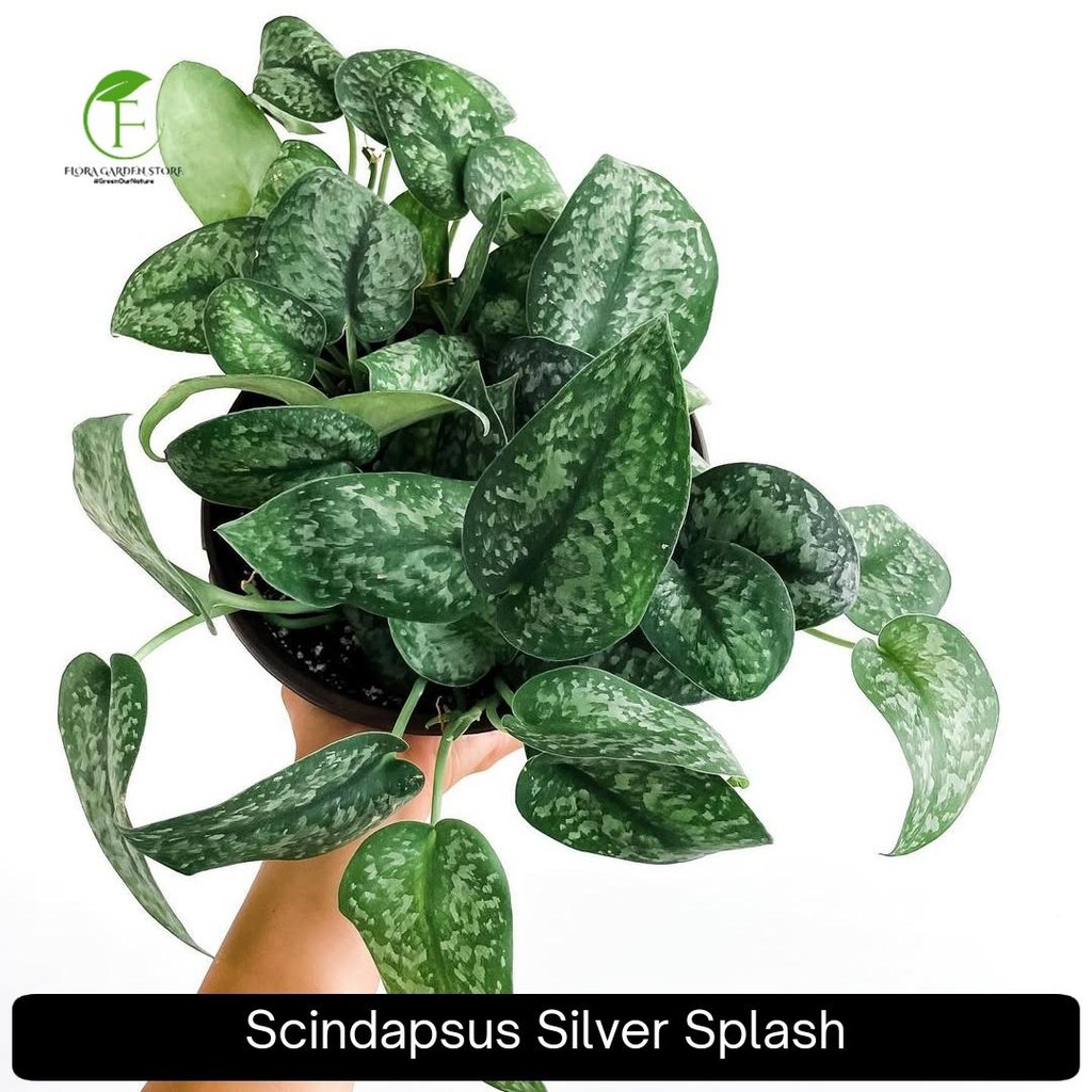 Tanaman Hias Scindapsus Silver Splash - Scindapsus Exsotica Silver