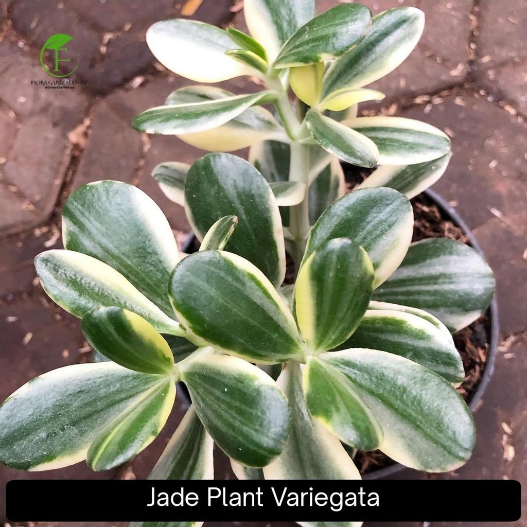 Tanaman Hias Jade Plant - Sculen Jade Plant Variegata
