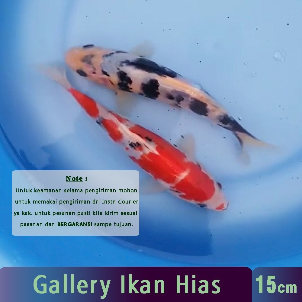Hiasan Bibit  Koi Grade A Kohaku Sanke Showa Shiro Platinum Slayer Kecil 15cm | Gallery  Hias